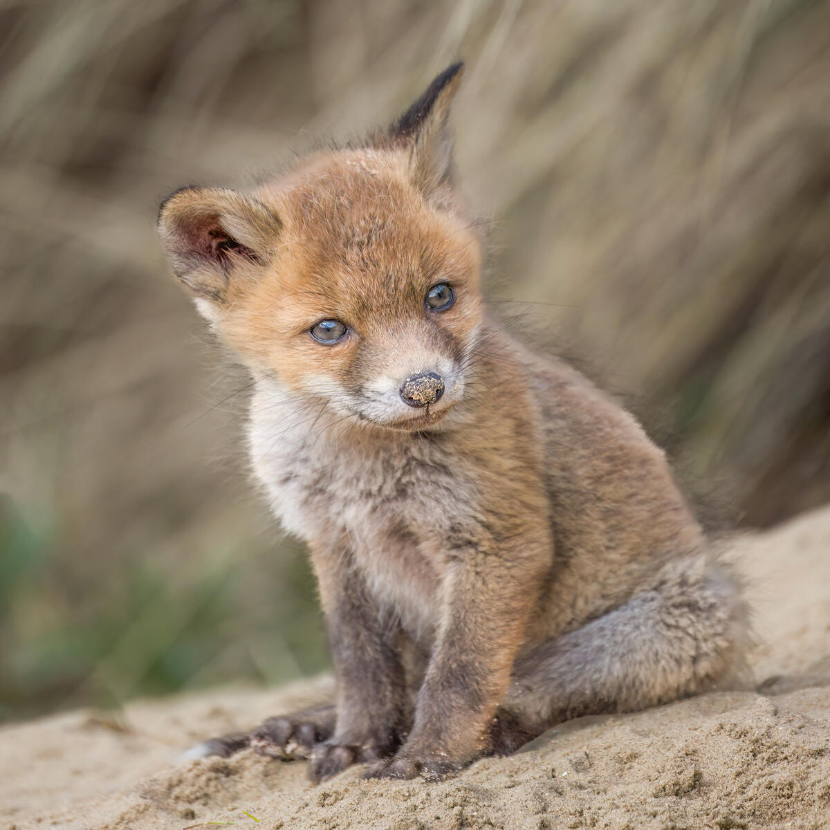 Sandnose