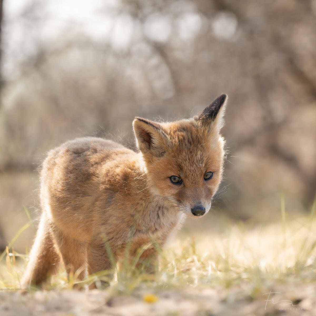 Foxcub