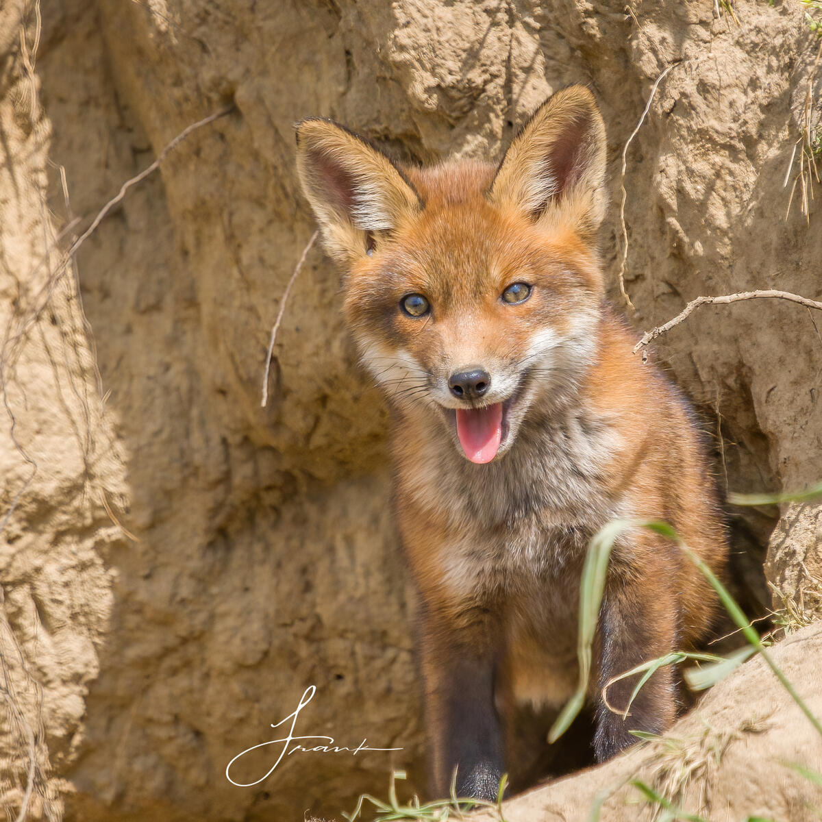 Foxcub