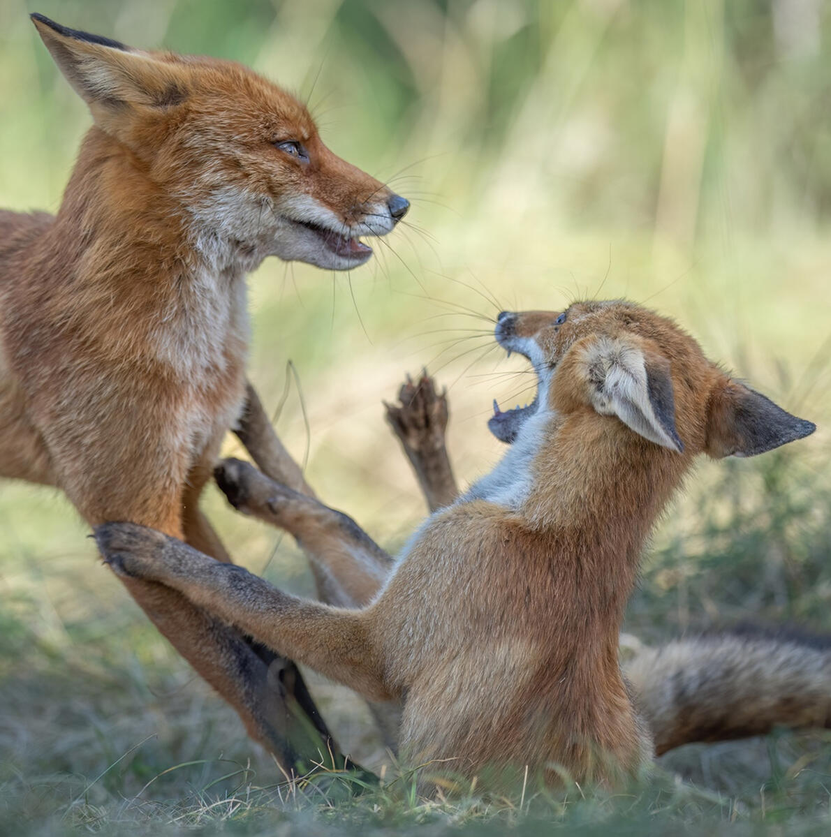 FIGHT