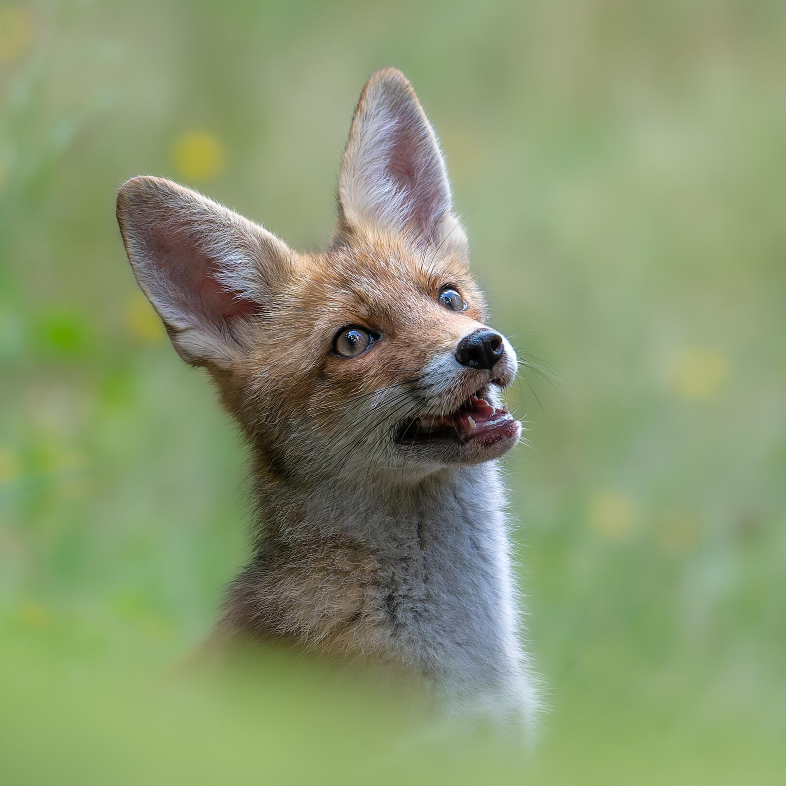 Foxcub alone in the dunes